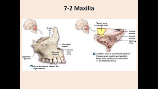 Jaw Bones Maxilla amp Mandible [upl. by Lleuqar614]