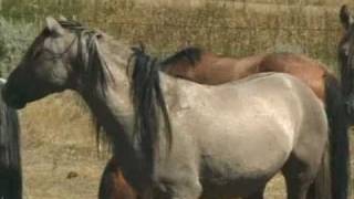 Cayuse Ranch Spanish Mustang Stallions [upl. by Atalante996]