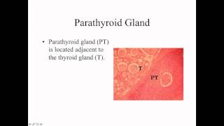 Endocrine System  Prelab [upl. by Clemmie112]