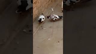 Peshori Pigeons of Essa Khan [upl. by Asyral]