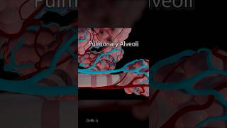 What Are Pulmonary Alveoli 3D Animation [upl. by Can]