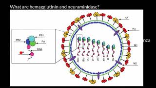 Influenza Virus Infection Process [upl. by Aneehsal]