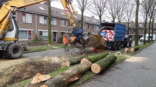 Bomenkap  Cutting Elm trees [upl. by Roze]