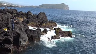 Sargo rock fishing  Pesca ao sargo ilha Terceira Diplodus sargus [upl. by Senzer]