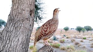 Teetar ki awaaz  Teetar awaz  gray francolin teetar sound  Female teetar awaz [upl. by Ydak]