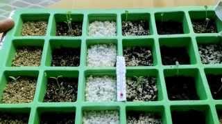 Essai germination perlite vermiculite et terreau horticole [upl. by Theall]