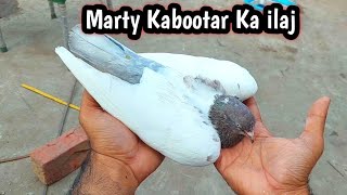 Sardi Lagy Kabootar Ka ilaj  Hashim Mahmood Pigeons [upl. by Jobe]