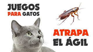 JUEGOS para GATOS ★ Atrapa el Cucaracha ágil [upl. by Nyltac459]