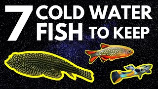 Top 7 Cold Water Fish That Dont Need a Heater [upl. by Sig73]