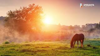 Cantari pentru suflet  Colaj cantari crestine [upl. by Amalberga]