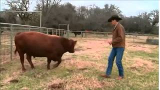 Low Stress Cattle Handling C2C [upl. by Elysha]