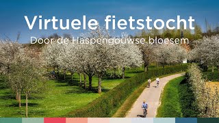 Virtuele fietstocht door de Haspengouwse bloesems  Visit Limburg [upl. by Raoul]