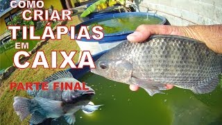 COMO CRIAR TILÁPIAS EM CAIXA DÁGUA PARTE FINAL [upl. by Notsyrb]