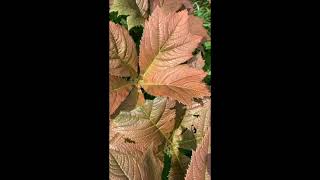 Rodgersia Bronze Peacock groundcover gardening plants [upl. by Rorie]