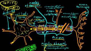 Part 1  Neurons [upl. by Faxon21]