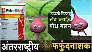 Ridomil gold syngenta  onion nursery  Mitalaxyl Mancozeb [upl. by Karub664]