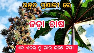 ଜଡ଼ା ଚାଷ ll Jada chasa ll castor cultivation ll cultivation of castor oil seed ll [upl. by Nasaj]