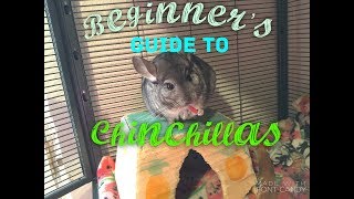 Beginners Guide To Chinchillas [upl. by Hines]