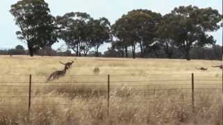 Kangaroos jump beside car [upl. by Bernat]