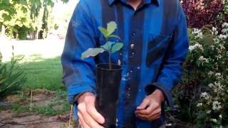 Transplanting Bur Oak seedling from a Tree Tube in Utah [upl. by Margret]