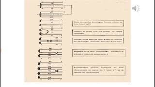 Génétique moléculaire  Cours Genetique 2 [upl. by Eecyak400]