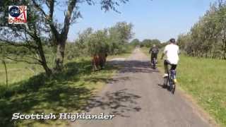 Cycling through the dunes to the beach Netherlands 278 [upl. by Atiram]