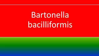 BARTONELLA BACILLIFORMIS [upl. by Corso622]