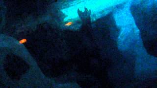 Vacation 2012 SeaWorld Wild Arctic Walrus pt2 [upl. by Stav]