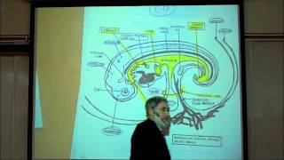 INTRO TO HUMAN EMBRYOLOGY PART 2 by Professor Fink [upl. by Ahsiuqat347]