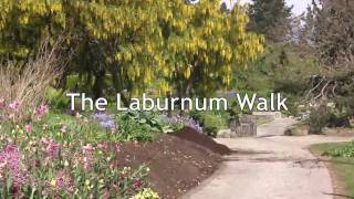 VanDusen Botanical Garden The Laburnum Walk [upl. by Naelcm]