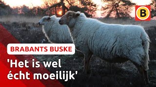 Het NK Schapendrijven is van start DIT is de truc  Brabants Buske [upl. by Akimal]