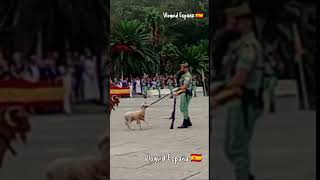 Las Mascotas de la Legión Hoy No Querían Desfilar [upl. by Llewxam625]