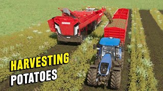 Harvesting Potatoes with Grimme Ventor 4150  Farming Simulator 22 [upl. by Ahsaelat]