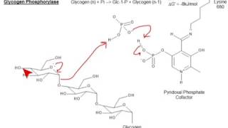 CHEM 407  Glycogen Metabolism  Glycogen Phosphorylase [upl. by Neil126]