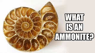 What are Ammonite Fossils [upl. by Debera387]