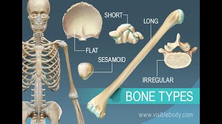 human bones and their types [upl. by Harobed]