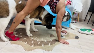 Funny Workout with Dog  Girl with Dog Akita [upl. by Ariada]