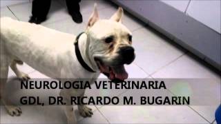 NEUROLOGIA VETERINARIA MENINGOENCEFALITIS GRANULOMATOSA [upl. by Ayahsal]