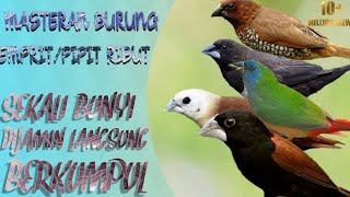 Terbaru Suara Pikat Burung Pipit Ribut  dijamin 100 Cocok untuk masteran [upl. by Zzahc27]