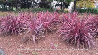 Cordyline banksii Electric Pink Sprilecpink  Electric Pink Grass Tree [upl. by Ulla879]