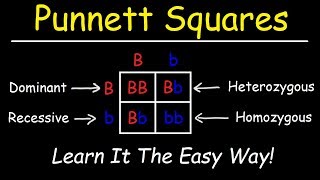 Punnett Squares  Basic Introduction [upl. by Aldas]