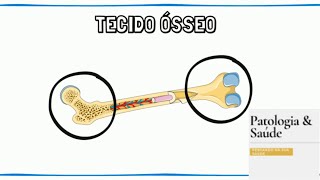 Histologia  Tipos de tecido ósseo [upl. by Esinel]