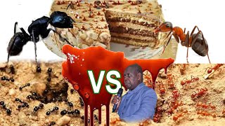 MAKILA ETANGI BITUMBA YABA FOURMIS 🐜 NOIR NA ROUGE BAZO WELA GÂTEAU SOSOLA LIKAMBO OYO [upl. by Fayina]