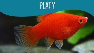 Platy  Minha Fauna [upl. by Aymahs]