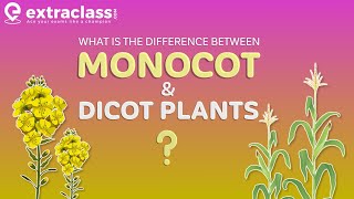 What is the difference between Monocot and Dicot plants  Biology  Extraclasscom [upl. by Heid]