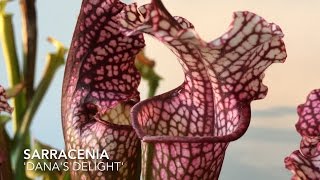 Sarracenia Danas Delight Pitchers [upl. by Ikim]