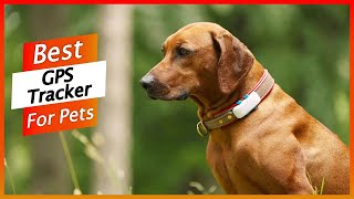 5 Best GPS Pet Tracker 2024  GPS Tracker for Dogs amp Cats [upl. by Obnukotalo132]