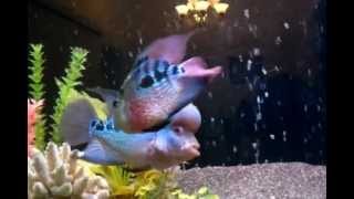 Flowerhorn amp kirin fish mating [upl. by Sirovaj]