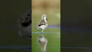 Chick of the Pied Avocet Birds Chicks [upl. by Warenne]