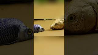 Stop Motion ASMR Fish Figh 1 3182024 fish shorts asmr fynnyvideo fish funny [upl. by Ainoyek]